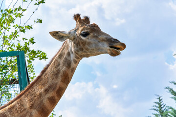 Fragment of a giraffe, head and long neck against a cloudy sky