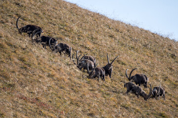 herd of ibex on a ridge in the bernese alps