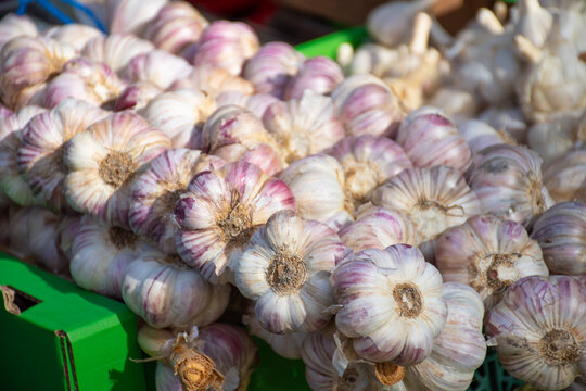 Red garlic hanging on farmer's market stall. White and purple red color heads, bits of roots, stems