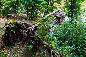 Colorful autumn Nature with old big Trees about River Sazava in Central Bohemia, Czech Republic