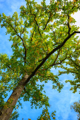 Die Krone einer mächtigen Eiche im Herbst vor blauem Himmel.