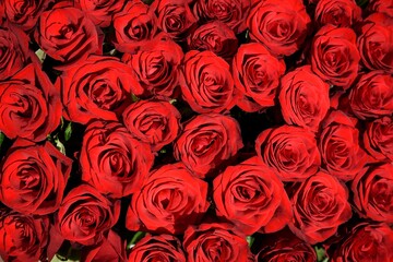 Background of flowers of red roses.