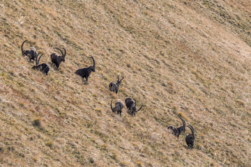 herd of ibex on a ridge in the bernese alps