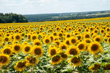 Obraz premium sunflowers