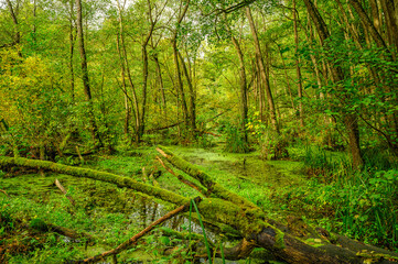 Teich im Wald als natürlicher und ursprünglicher Lebensraum für viele Tiere und Pflanzen.