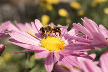 a wasp collects nectar on a pink chrysanthemum flower