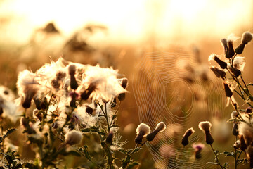 Dry autumn flowers and spiderweb in the sun dawn light. soft selective focus.