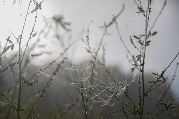 Autumn landscape. Morning, fog, cobwebs on the grass, raindrops on the cobwebs