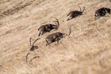 group of ibex on a ridge in the bernese alps