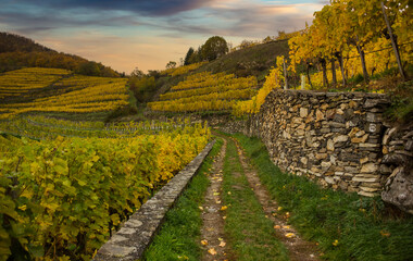Fototapeta na wymiar Famous vineyards in Wachau valley, Spitz, Lower Austria.
