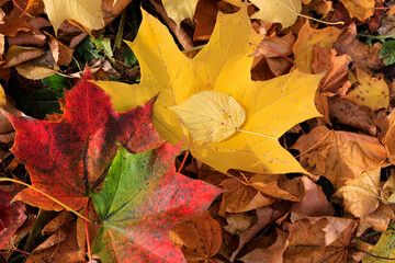 Bright colorful autumn leaves lying on the ground