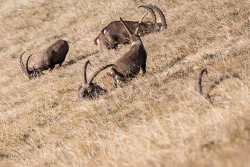 group of ibex on a ridge in the bernese alps