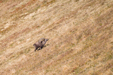 giant male ibex on a ridge in the bernese alps