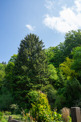 Germany, Monschau, a tree in a forest