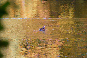 Was f&uuml;r eine Sch&ouml;nheit die Mandarinenenten. Schwimmt im Pfaffensee in Stuttgart. Die Farbe des Pelzes ist &auml;u&szlig;erst sch&ouml;n.
