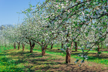 Fototapeta premium a spring blooming orchard among yellow flowers