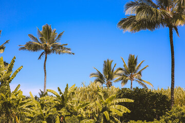 Plam tree at Oahu island, Hawaii