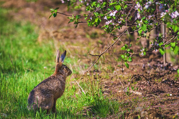 Easter bunny among the spring grass and flowers