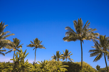 Obraz premium Plam tree at Oahu island, Hawaii