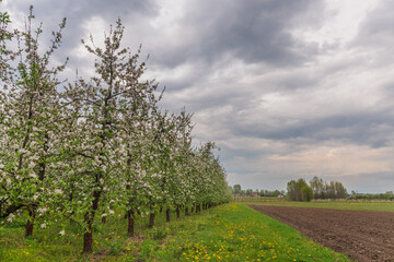 Obraz premium a spring blooming orchard among yellow flowers