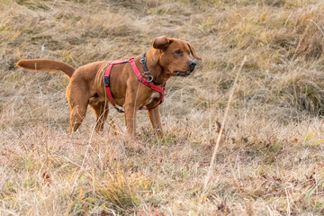 young brown labrador running with wooden stick in his mouth