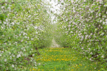 a spring blooming orchard among yellow flowers