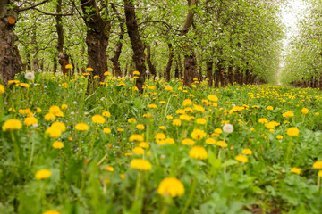 a spring blooming orchard among yellow flowers