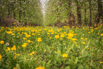 a spring blooming orchard among yellow flowers