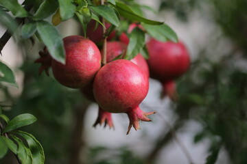 pomegranate fruit grows on the tree in autumn