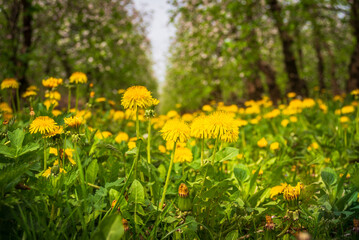 a spring blooming orchard among yellow flowers