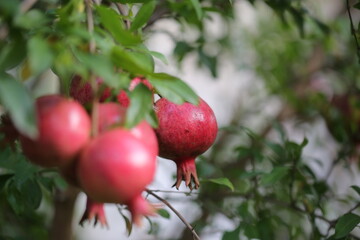 pomegranate fruit grows on the tree in autumn