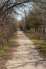Fototapeta premium beautiful forest dirt road in spring