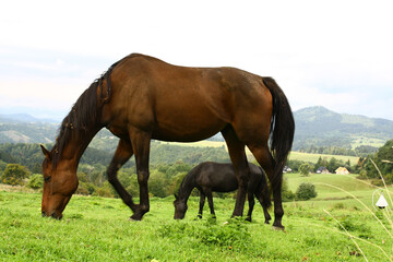 Horses