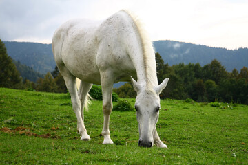 White horse in the meadow