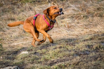 young brown labrador running with wooden stick in his mouth