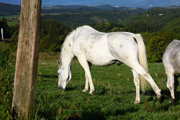 Obraz premium White horse in the meadow