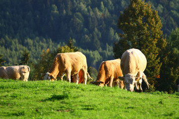 Obraz premium Cattle