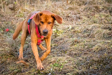 young brown labrador running with wooden stick in his mouth