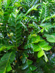 Wet bilimbi leaves after rain, captured in a lush tropical garden