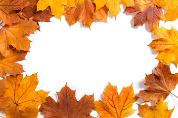 Naklejka na ściany i meble Orange autumn leaves make frame on a white background, the concept of autumn template, the preparation for the text, Thanksgiving day. Copy space.
