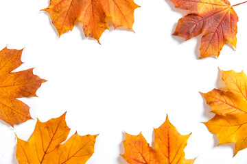 Orange autumn leaves make frame on a white background, the concept of autumn template, the preparation for the text, Thanksgiving day. Copy space.