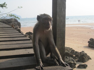 The beautiful beaches and limestone cliffs on Phi Phi island in Thailand