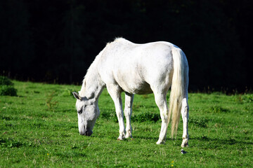 Naklejka na ściany i meble White horse in the meadow