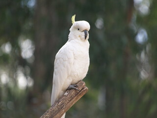 white parrot on branch