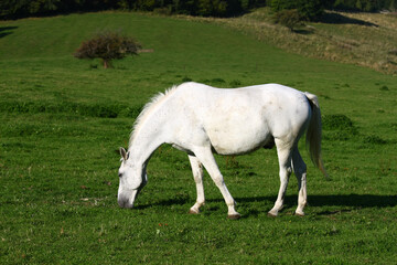 Naklejka na ściany i meble White horse in the meadow