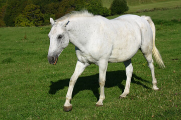 Obraz na płótnie Canvas White horse in the meadow