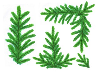 Watercolor illustrations of spruce branches for decoration and design of postcards for Christmas and new year.