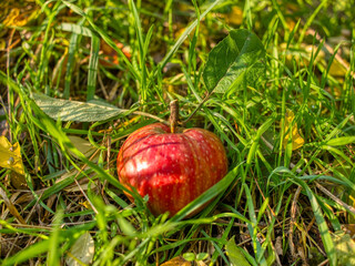 Wild apple caught in the grass.