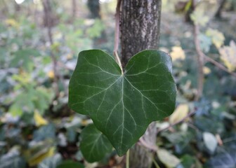 Obraz premium Close up of an ivy leaf in front of a tree trunk
