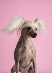 Close-up of Chinese Crested Dog in front of pink background. Cute lady dog. Copy space